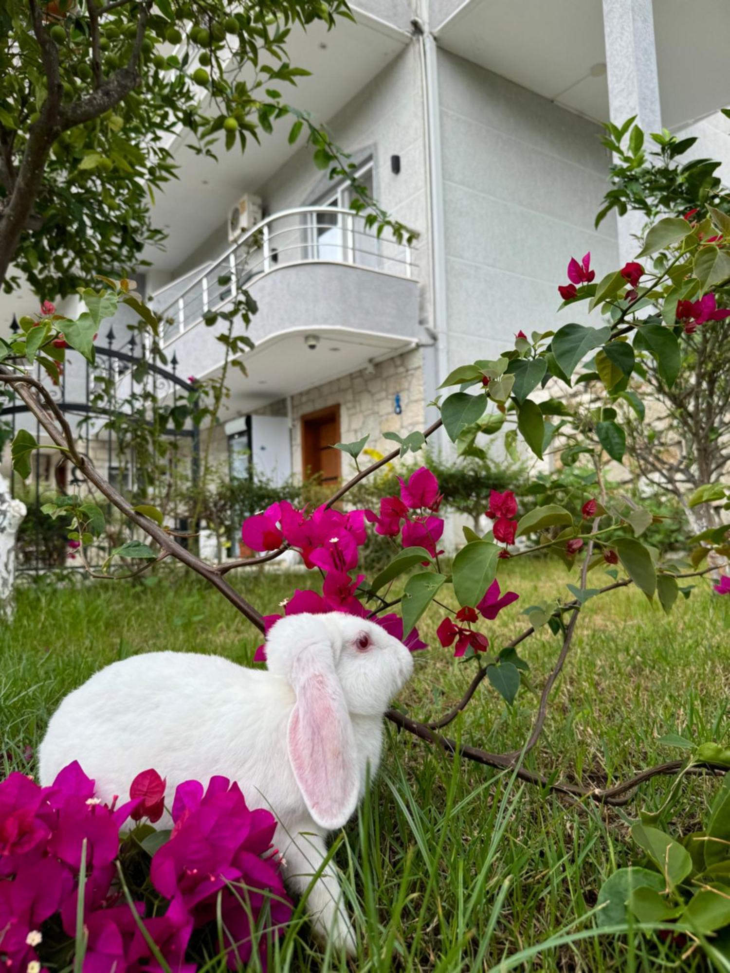Villa Bodini Himare Eksteriør bilde